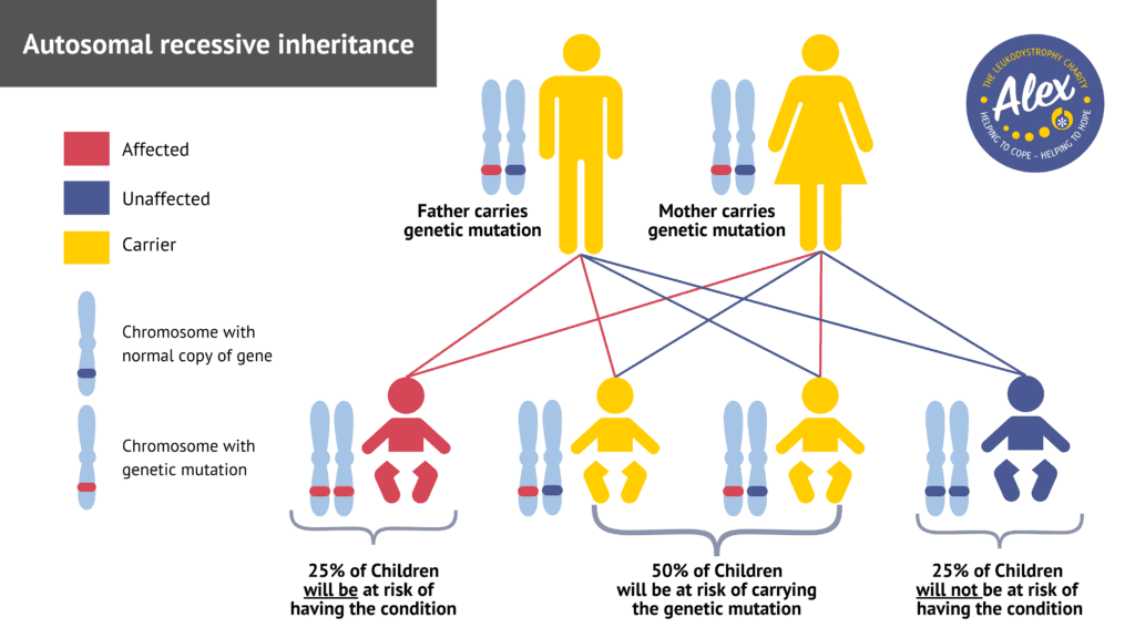 This image shows the inheritance of genes from parents to their children and the resulting combination of genes the child will have.
